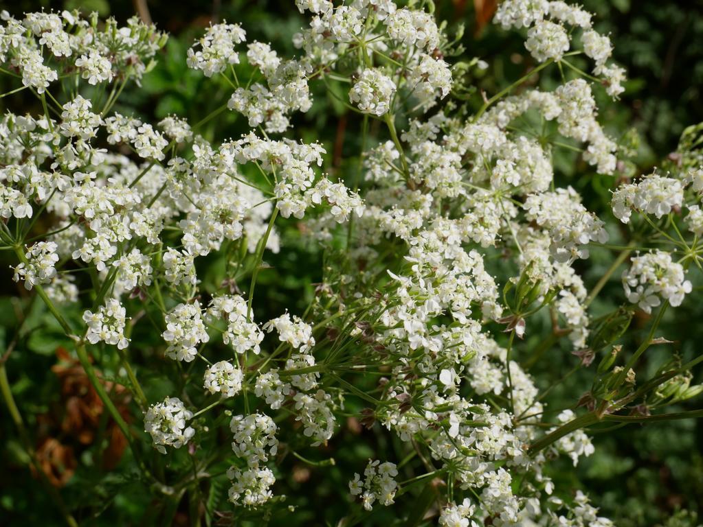 אפרטהוטל ברחן אן זיי Huize De Duinen מראה חיצוני תמונה